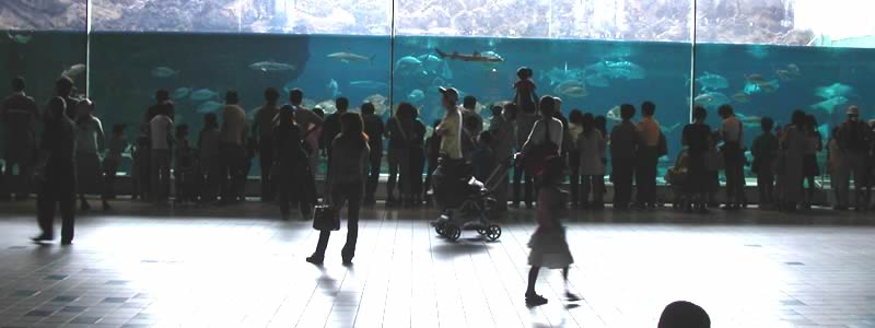 2004年8月：神戸市立須磨水族館の大水槽