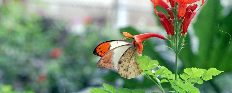2005年4月：ツマベニチョウ＠伊丹市昆虫館温室