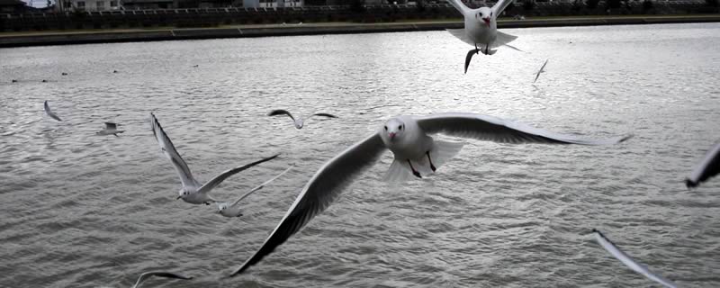 2005年3月：武庫川河川敷に群れ飛ぶゆりかもめ