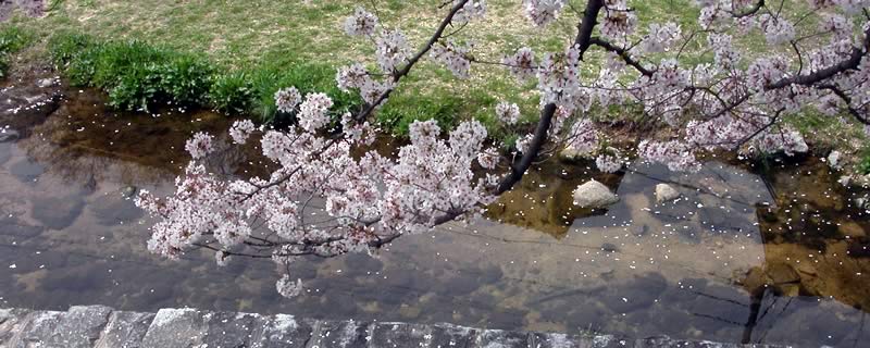 2005年5月：ソメイヨシノと夙川の川面