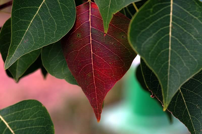 2005年10月：神戸森林植物園で見つけた紅葉