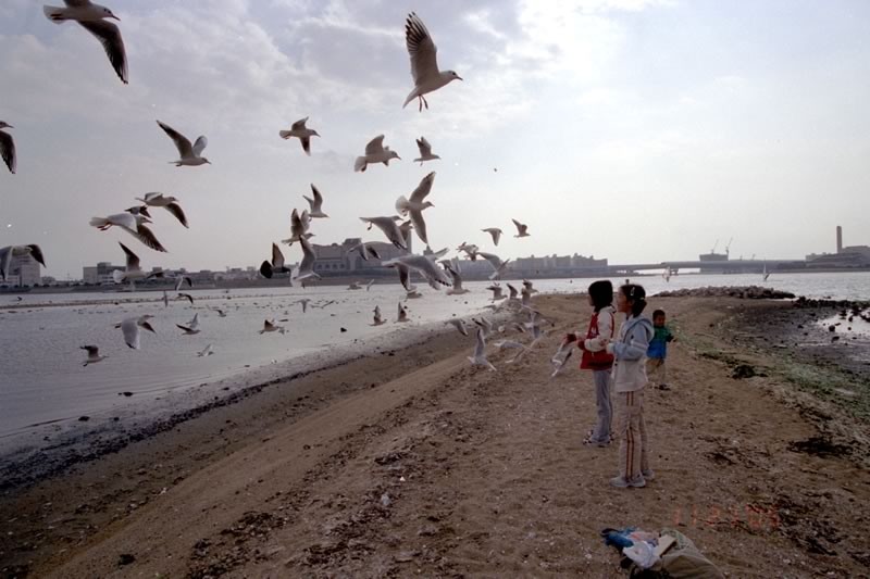 2006年1月：西宮市香枦園浜でユリカモメにエサやり