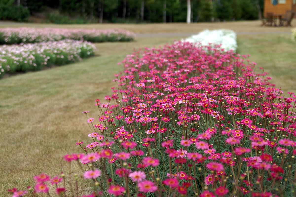 2006年9月：札幌市滝野すずらん丘陵公園の花畑